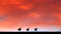 Three-Gulls-On-A-Roof[by.Cor][1920x1080]